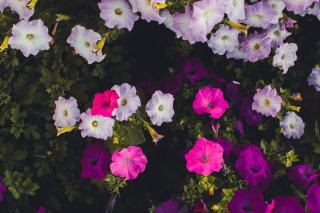 Vittadinia : définition botanique et guide pratique