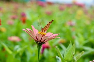 Asteriscus maritimus : définition et fiche botanique