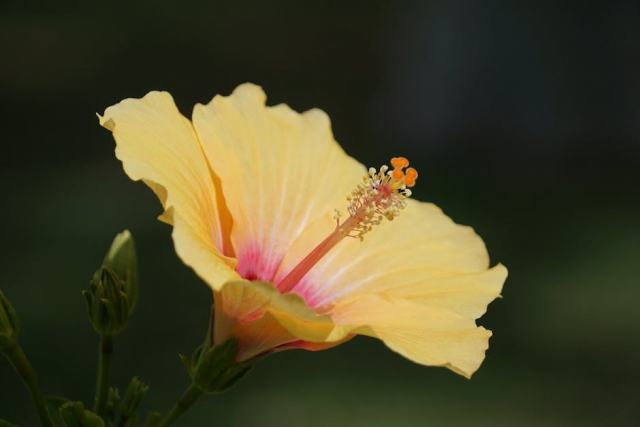 Wisteria sinensis black dragon : fiche botanique