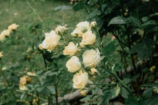 Achyranthes debilis : fiche botanique et caractéristiques