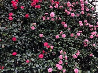 Aucuba japonica thunb : définition et fiche botanique