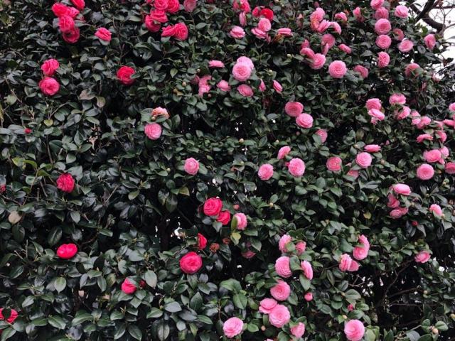 Aucuba japonica thunb : guide botanique illustré