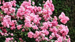 Botryocladia skotssbergii : fiche botanique et caractéristiques