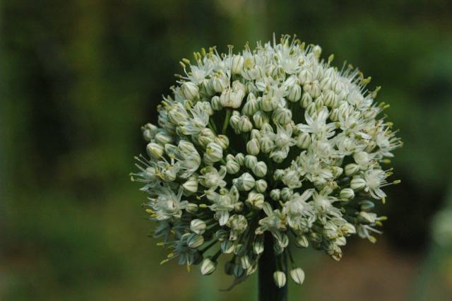 Adenocarpus divaricatus : présentation botanique et informations pratiques