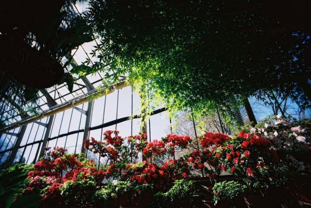 Adenostyles glabra subsp briquetii : fiche botanique