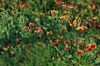 Abies fraseri : définition botanique et guide pratique