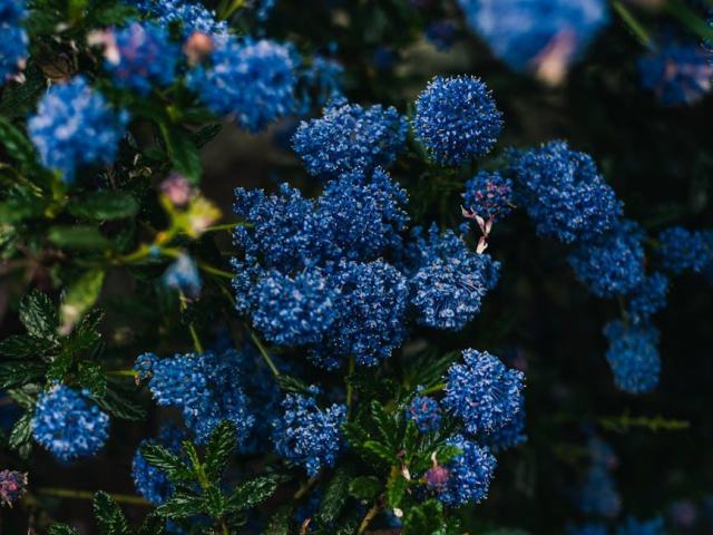 Ceanothus pallidus perle rose : présentation botanique et informations pratiques