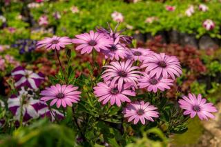 Cedrela australis : fiche botanique et caractéristiques