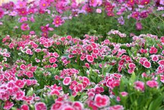 Abies lasiocarpa : définition botanique et guide pratique