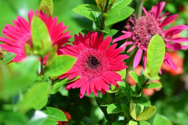 Aesculus carnea : guide botanique illustré