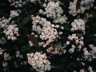 Abies nobilis : définition botanique et guide pratique