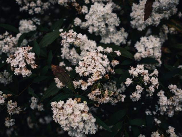 Abies nobilis : guide botanique illustré Abies nobilis : guide botanique illustré