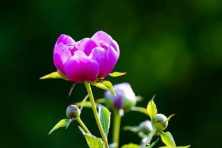 Abies nordmanniana golden spreader : définition botanique
