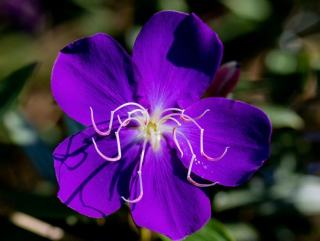 Conyza plebeia : fiche botanique et caractéristiques