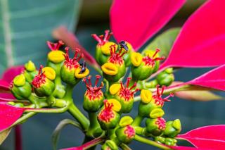 Corylus avellana aurea : définition et fiche botanique