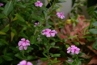 Agrostis canina subsp fascicularis : fiche botanique et caract...
