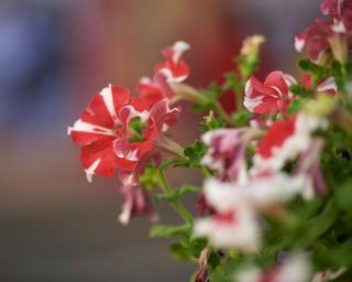 Cotule dioïque : glossaire botanique et biodiversité