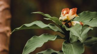 Crassula recurva : définition botanique et guide pratique