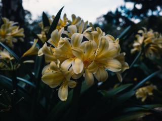 Cytisus purpureus : définition botanique et guide pratique