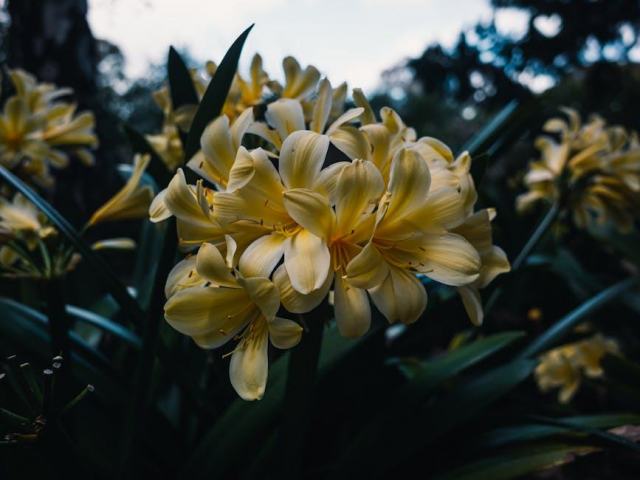 Cytisus purpureus : glossaire botanique Hortus