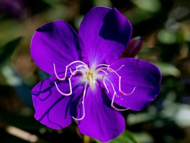 Datura wrightii : présentation botanique et informations pratiques