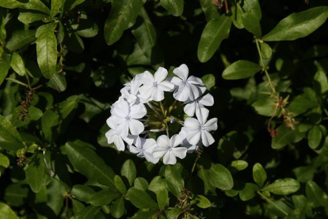 Daucus sahariensis : présentation botanique et informations pratiques