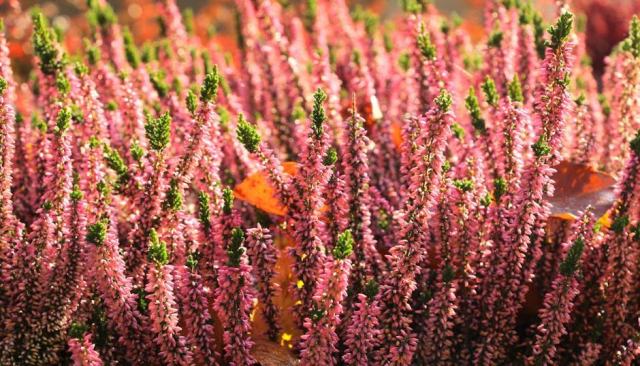 Agrostis vulgaris var rigida : présentation botanique et informations pratiques