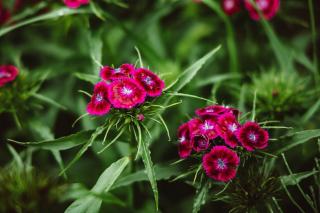 Dianthus sylvestris : définition et fiche botanique