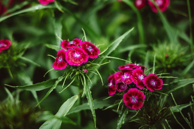 Dianthus sylvestris : guide botanique illustré