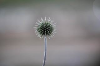 Dimorphotheca : définition botanique et guide pratique