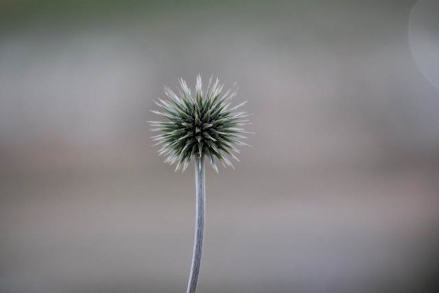 Dimorphotheca : glossaire botanique Hortus