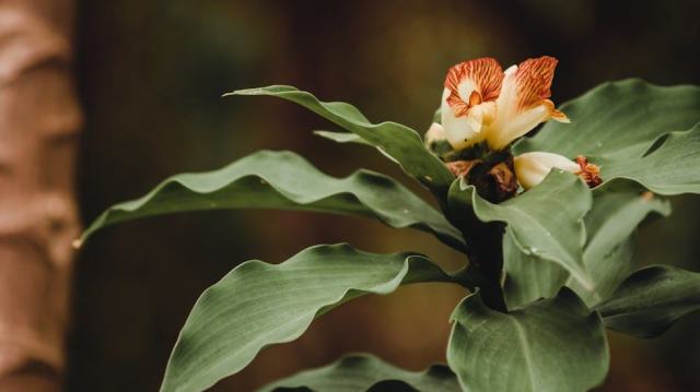 Erysimum australe : présentation botanique et informations pratiques