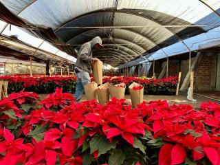 Euphorbia rigida : fiche botanique et caractéristiques