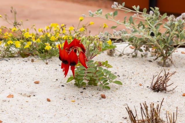 Euphorbia seguieriana subsp loiseleurii : fiche botanique
