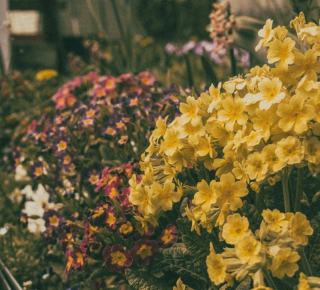 Frangula vulgaris : fiche botanique et caractéristiques