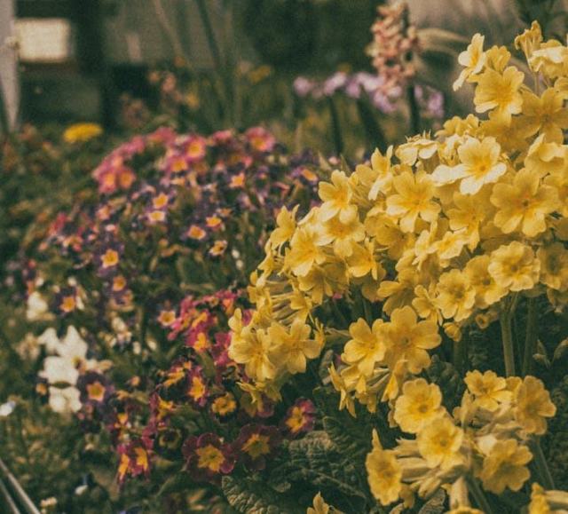 Frangula vulgaris : présentation botanique et informations pratiques