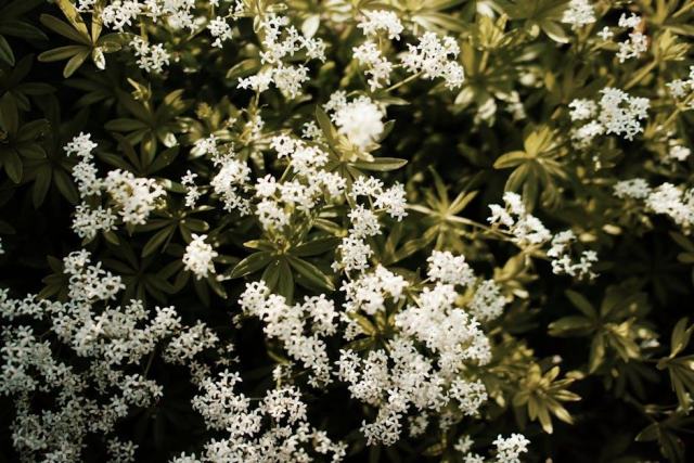 Galax urceolata : glossaire botanique Hortus