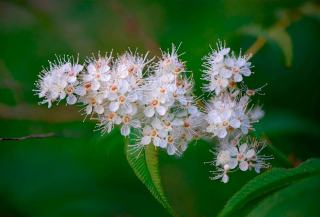 Acanthococcus granulatus : fiche botanique et caractéristiques