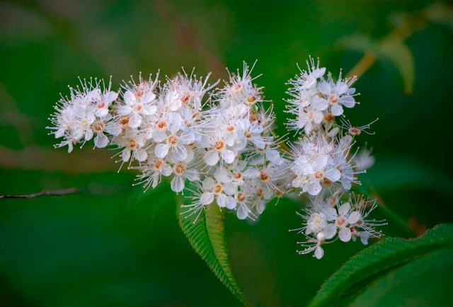 Acanthococcus granulatus : présentation botanique et informations pratiques