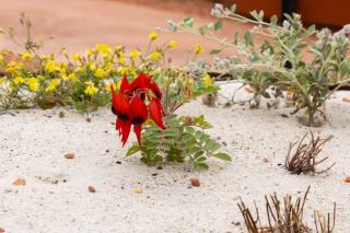 Hortus botanique — base-botanique-plantae/item/62593-hyssopus-pubescens