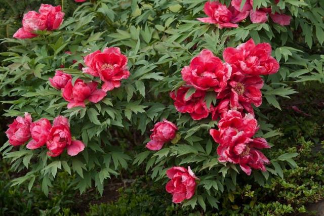 Acer campestre « postelense : guide botanique illustré Acer campestre « postelense : guide botanique illustré