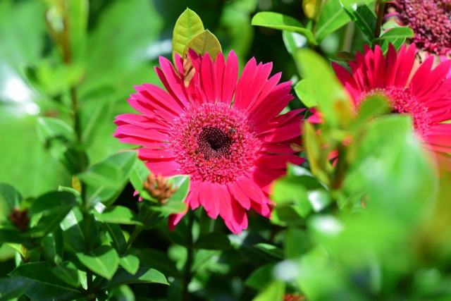 Koeleria : guide botanique illustré