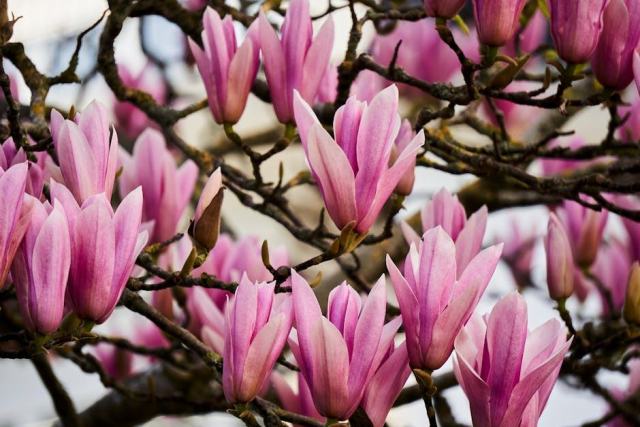 Amelanchier grandiflora : guide botanique illustré