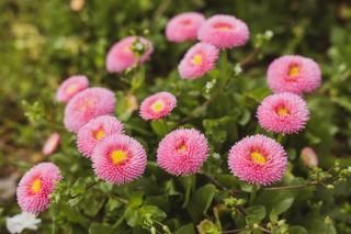 Acer japonicum vitifolium : tout sur cet erable du Japon