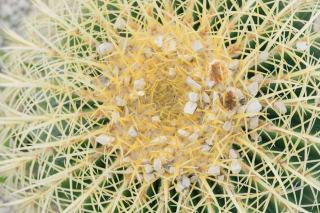 Acer rufinerve : définition botanique et guide pratique