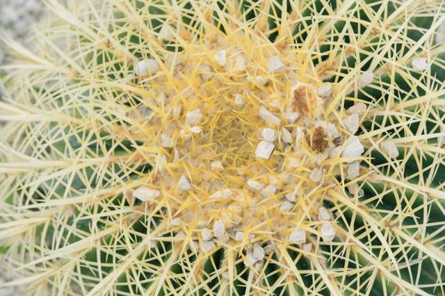 Acer rufinerve : guide botanique illustré