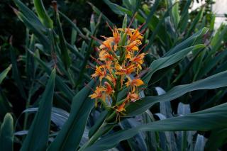 Peuplier de simon pyramidal : définition et fiche botanique