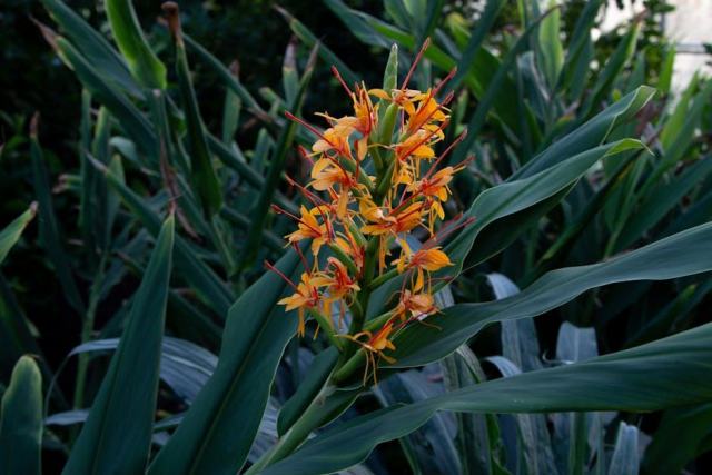 Peuplier de simon pyramidal : glossaire botanique Hortus