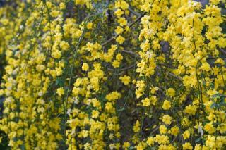 Arabis caucasica : définition botanique et guide pratique