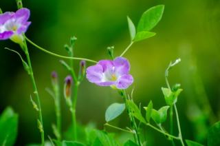 Quercus robur concordia : définition et fiche botanique